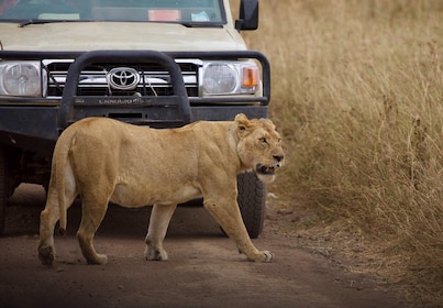 Alojamiento inolvidable en Tanzania Safari