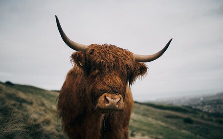 From Edinburgh: Scottish Highlands Full-Day Trip