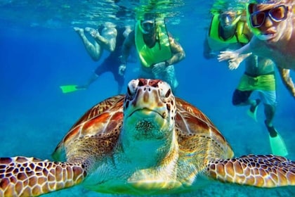 Tulum:Private Mayan Ruins & Swimming with Turtles Experience