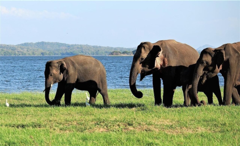 Picture 7 for Activity From Negombo: Sigiriya / Dambulla & Minneriya National Park
