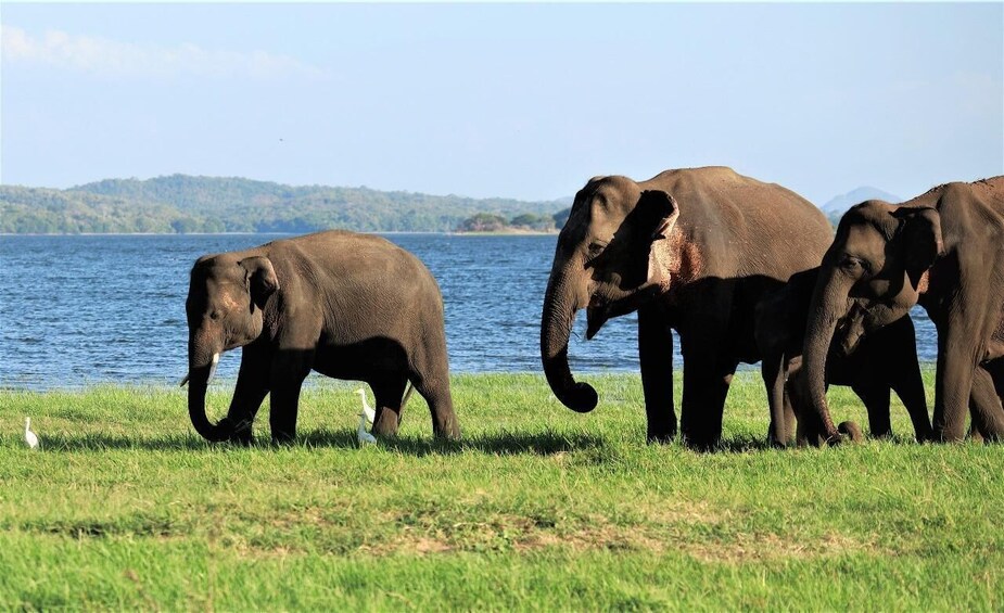 Picture 7 for Activity From Negombo: Sigiriya / Dambulla & Minneriya National Park