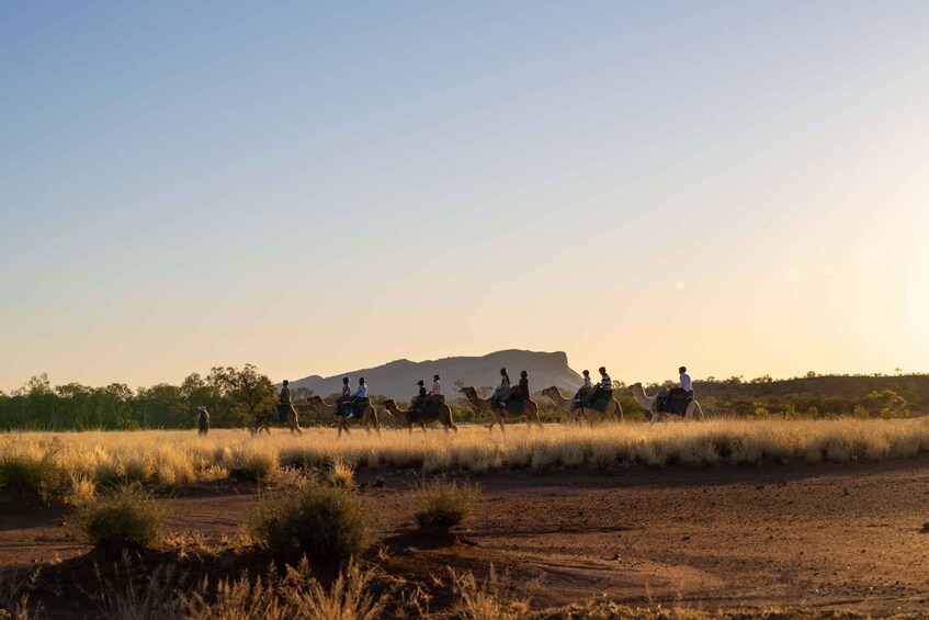 Picture 5 for Activity Alice Springs: Guided Outback Camel Ride