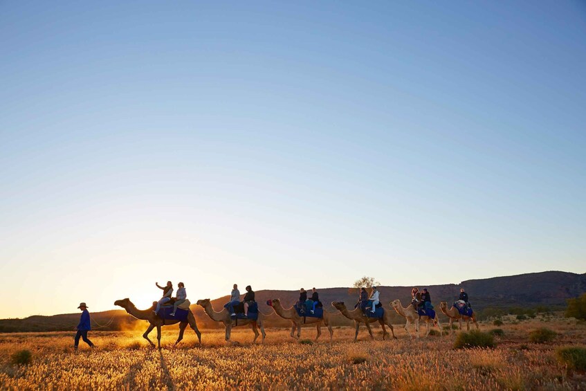 Picture 1 for Activity Alice Springs: Guided Outback Camel Ride