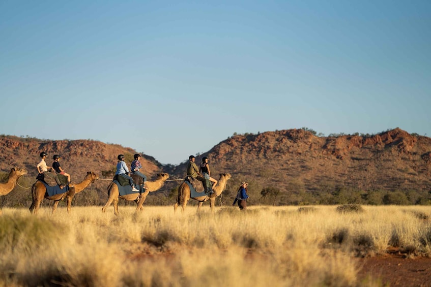 Picture 3 for Activity Alice Springs: Guided Outback Camel Ride