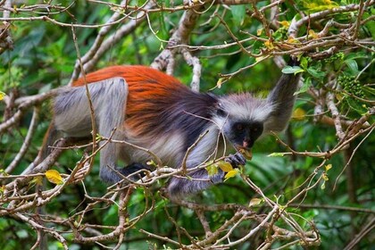 Zanzibar: half-day Trip on Jozani Forest