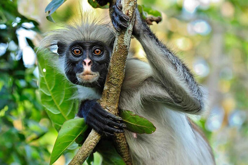 Picture 2 for Activity Zanzibar: half-day Trip on Jozani Forest