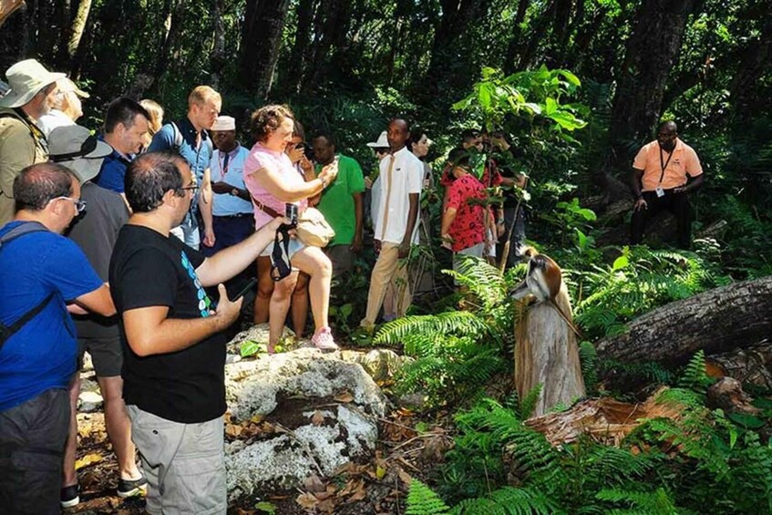 Picture 1 for Activity Zanzibar: half-day Trip on Jozani Forest