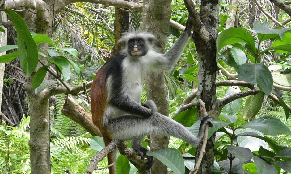 Picture 4 for Activity Zanzibar: half-day Trip on Jozani Forest