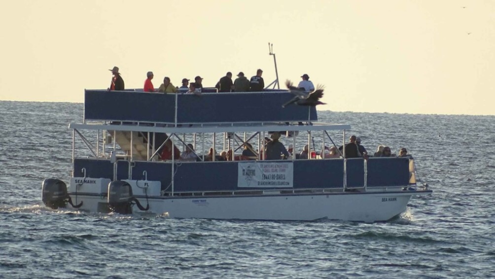 Picture 2 for Activity Panama City: Sunset Dolphin Cruise in St. Andrews Bay