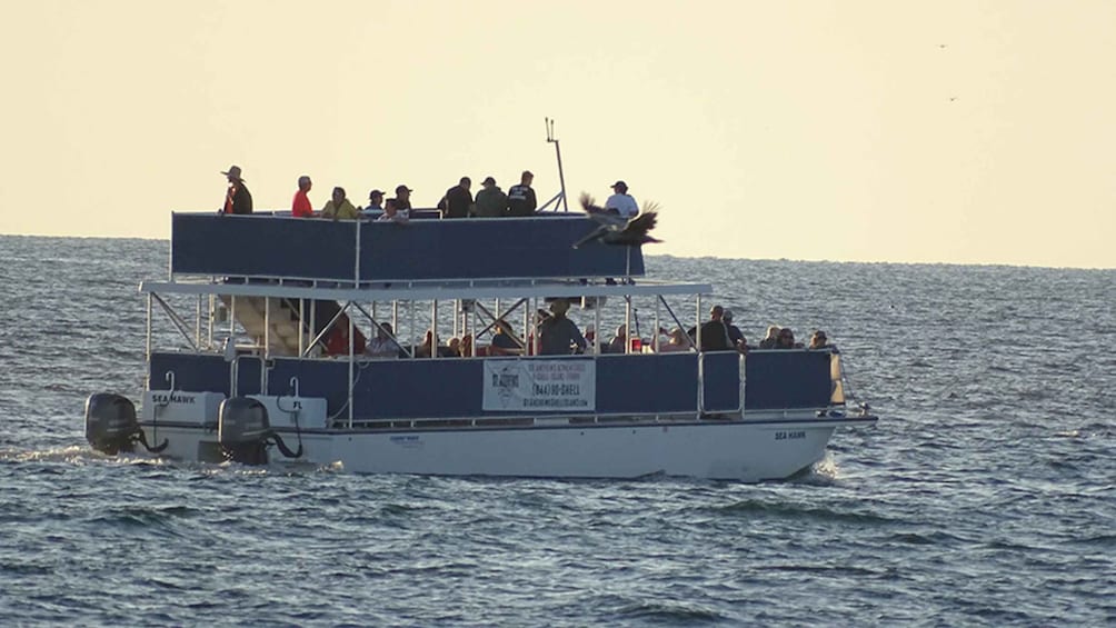 Picture 2 for Activity Panama City: Sunset Dolphin Cruise in St. Andrews Bay