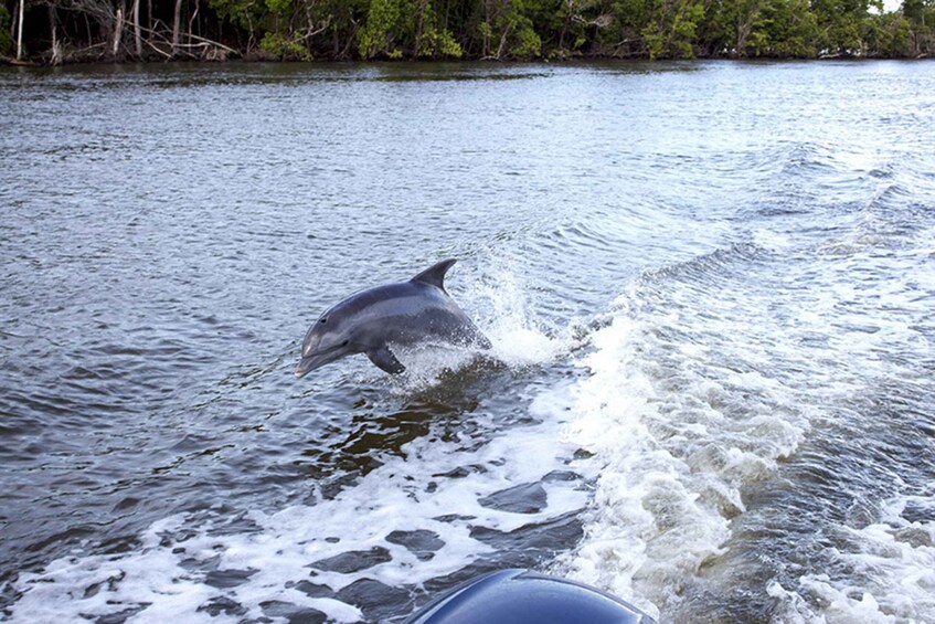 Picture 3 for Activity Panama City: Sunset Dolphin Cruise in St. Andrews Bay