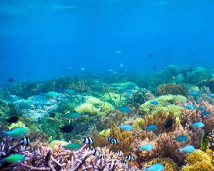 Picture 2 for Activity Lombok Day Trip: Snorkeling trip_Gili Trawangan, Meno, Air