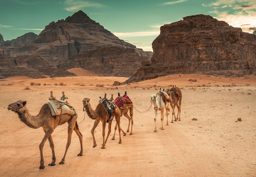 5Days Private tour to Amman Madaba Petra Wadi Rum Dead Sea