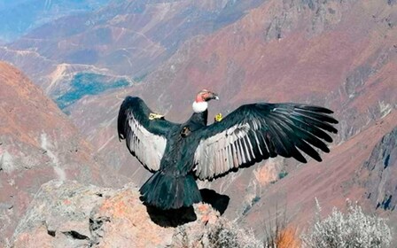 From Arequipa: Colca Canyon + Hotel tour of 2D/1N