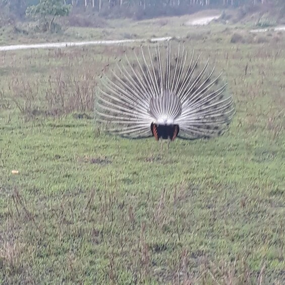 Picture 9 for Activity From Chitwan : Jeep Safari,Canoeing,Forest walk Day Tour