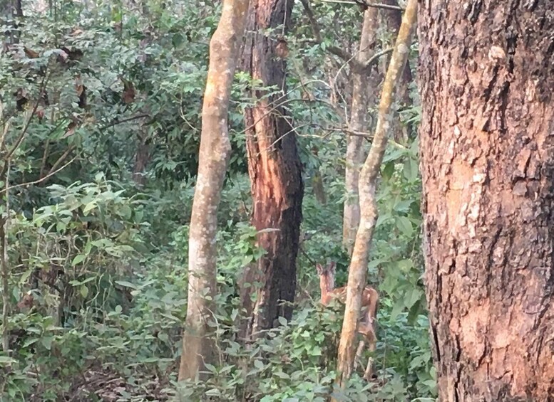 Picture 2 for Activity From Chitwan : Jeep Safari,Canoeing,Forest walk Day Tour