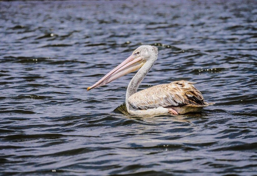 Picture 11 for Activity Day Tour To Hell's Gate National Park and Lake Naivasha