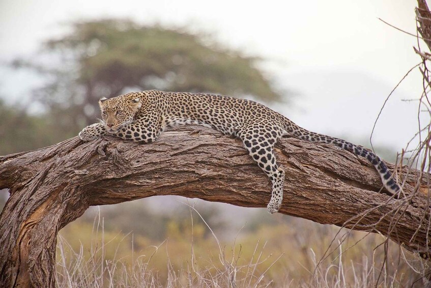 Picture 9 for Activity Day Tour To Hell's Gate National Park and Lake Naivasha