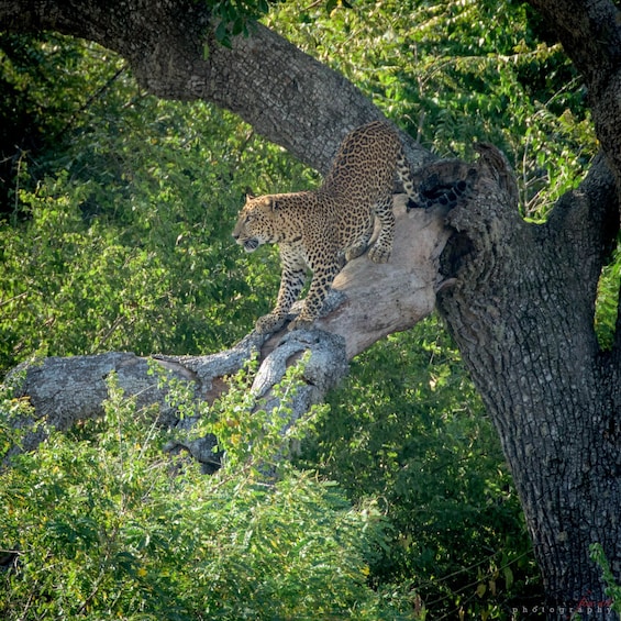 Picture 11 for Activity From Ella: Yala National Park Jeep Safari Tour