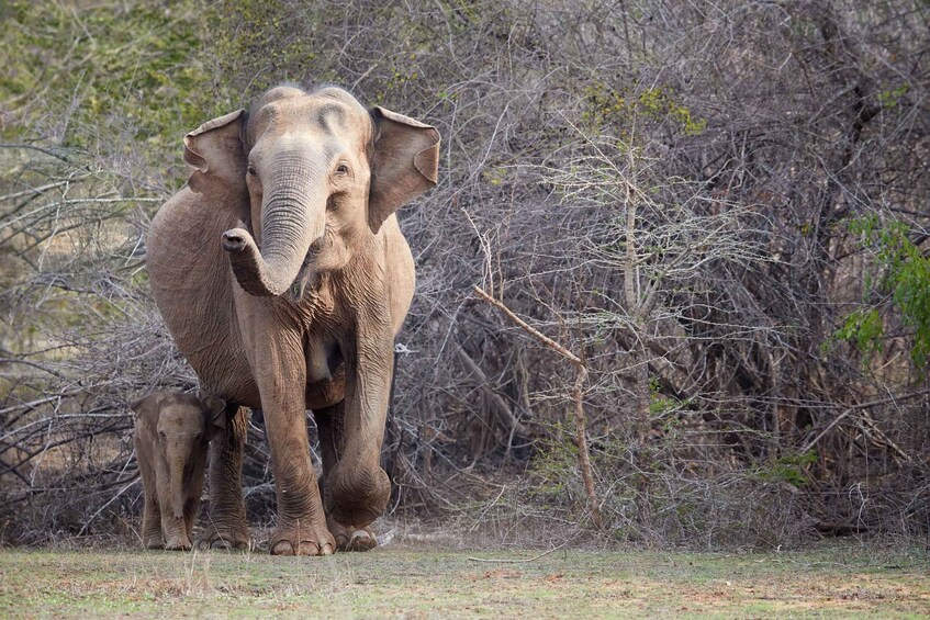 Picture 8 for Activity From Ella: Yala National Park Jeep Safari Tour