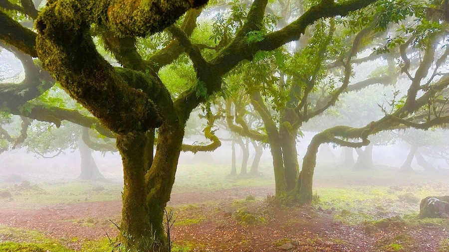 Madeira: Western Madeira Guided Trip & Fanal Mystic Forest