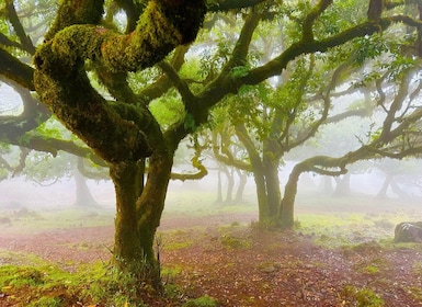 Madeira: Visita guiada a Madeira Occidental y Bosque Místico Fanal