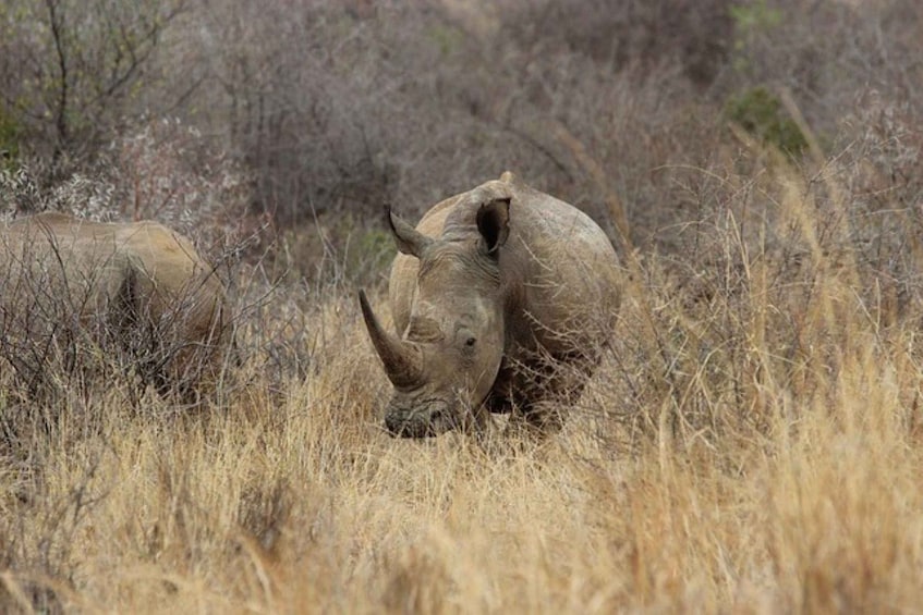 Picture 5 for Activity Pilanesberg National Park 2 Days