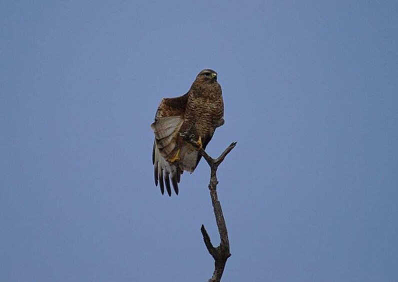 Picture 1 for Activity Pilanesberg National Park 2 Days