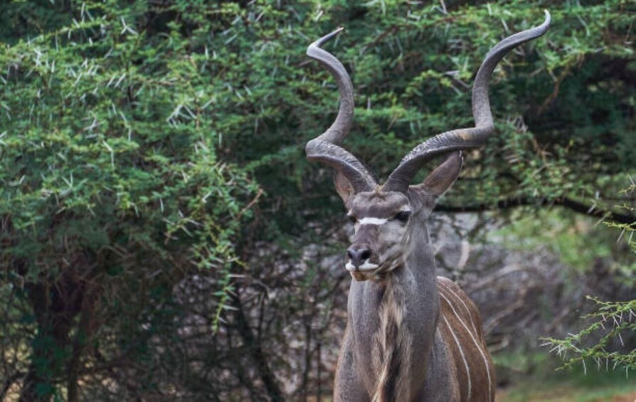 Picture 7 for Activity Pilanesberg National Park 2 Days