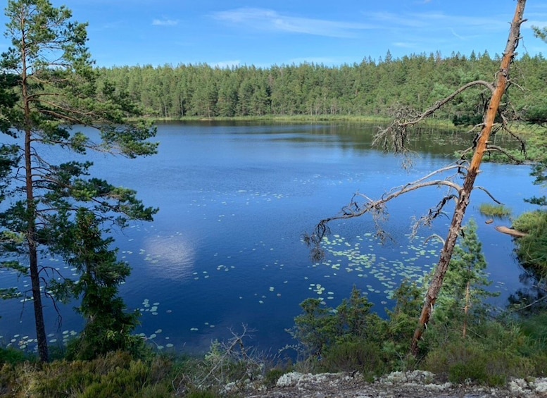 Picture 8 for Activity Stockholm: Tyresta National Park Sunset Hike with Meal