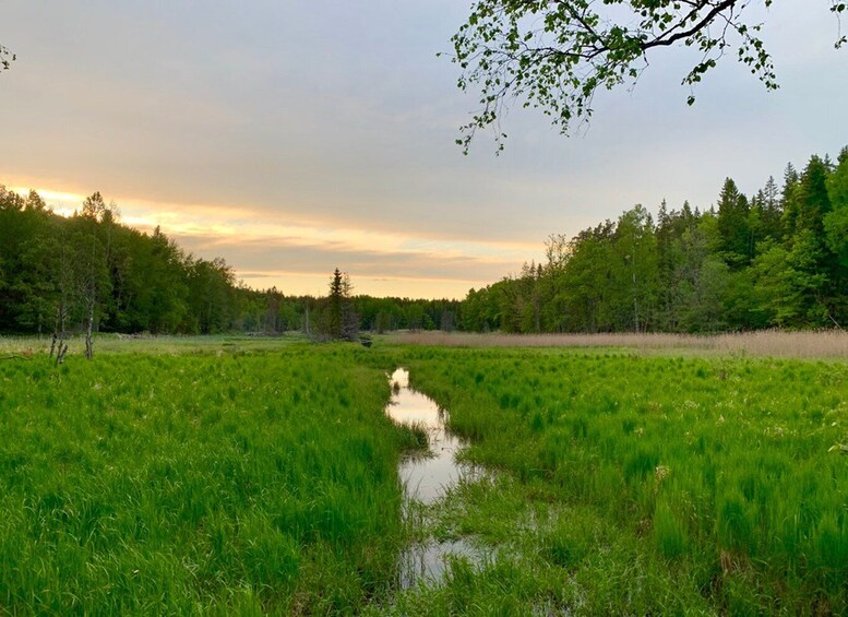 Picture 2 for Activity Stockholm: Tyresta National Park Sunset Hike with Meal