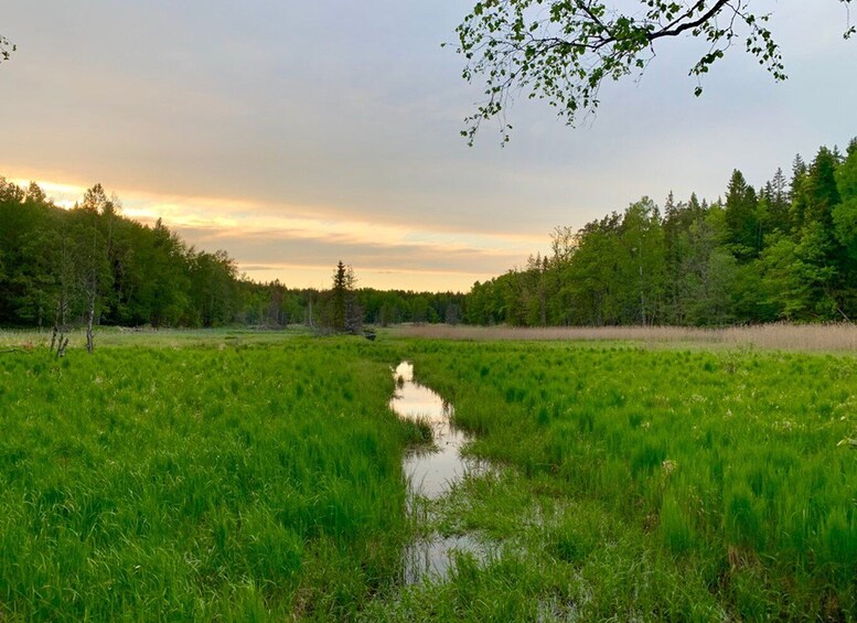 Picture 2 for Activity Stockholm: Tyresta National Park Sunset Hike with Meal