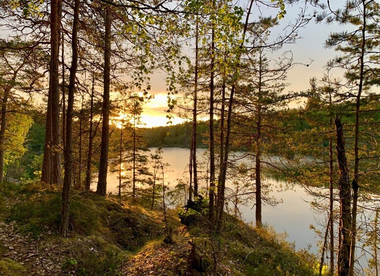 Picture 6 for Activity Stockholm: Evening/Sunset Hike in Tyresta National Park