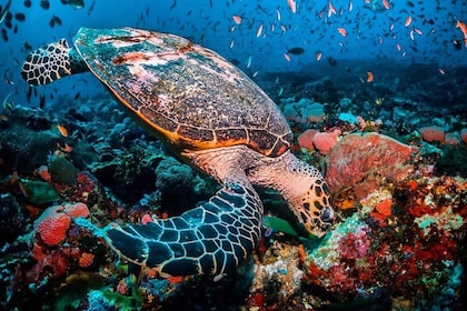 Turtle Snorkelling, Prison Island, Jozani Forest, The Rock