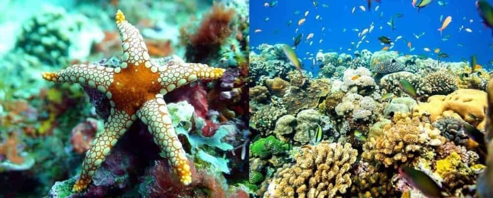 Picture 2 for Activity Discover Tumbatu Island: Private Snorkeling Adventure