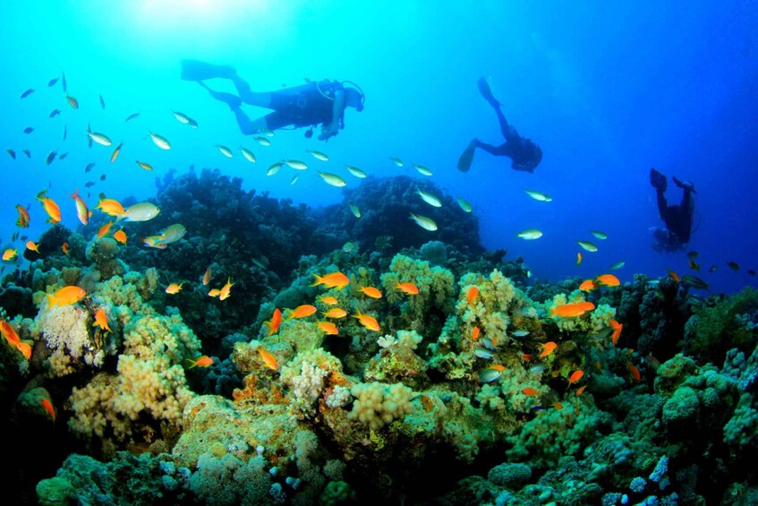 Picture 3 for Activity Zanzibar : Snorkeling to tumbatu - Private Boat