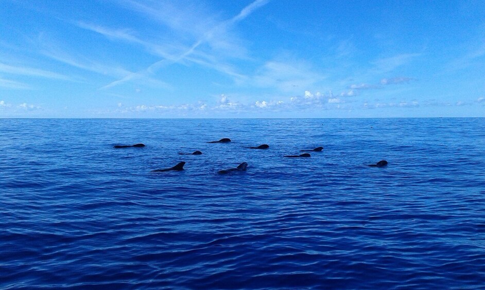 Picture 13 for Activity Los Cristianos: Whale-Watching Tour with Swimming Stop