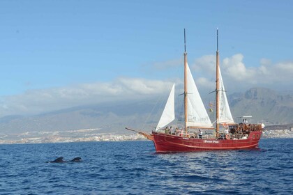 Los Cristianos: Walbeobachtungstour mit Badestopp