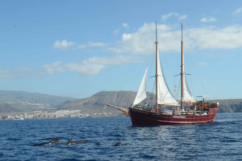 Picture 10 for Activity Los Cristianos: Whale-Watching Tour with Swimming Stop