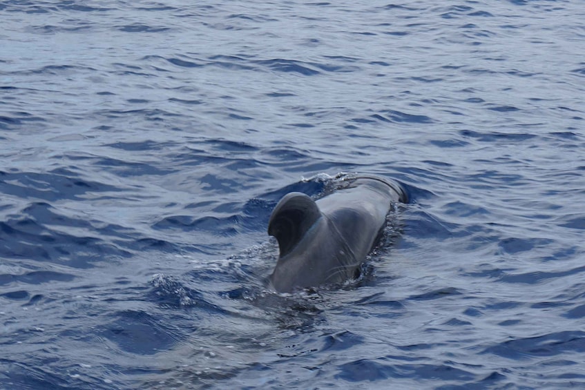 Picture 8 for Activity Los Cristianos: Whale-Watching Tour with Swimming Stop