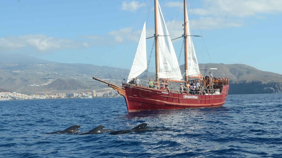 Picture 3 for Activity Los Cristianos: Whale-Watching Tour with Swimming Stop