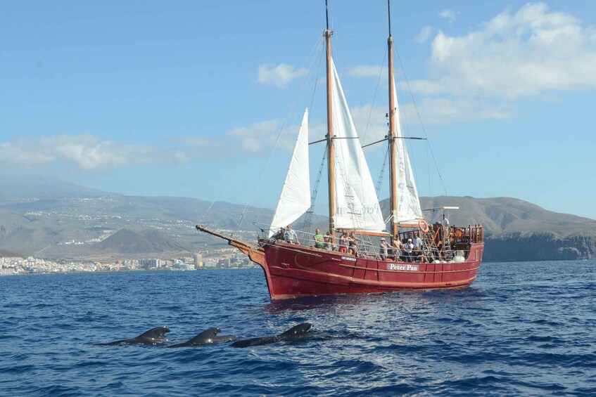 Picture 3 for Activity Los Cristianos: Whale-Watching Tour with Swimming Stop