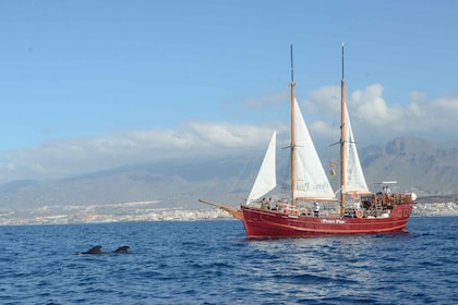 Los Cristianos: Excursión de avistamiento de ballenas con parada para nadar