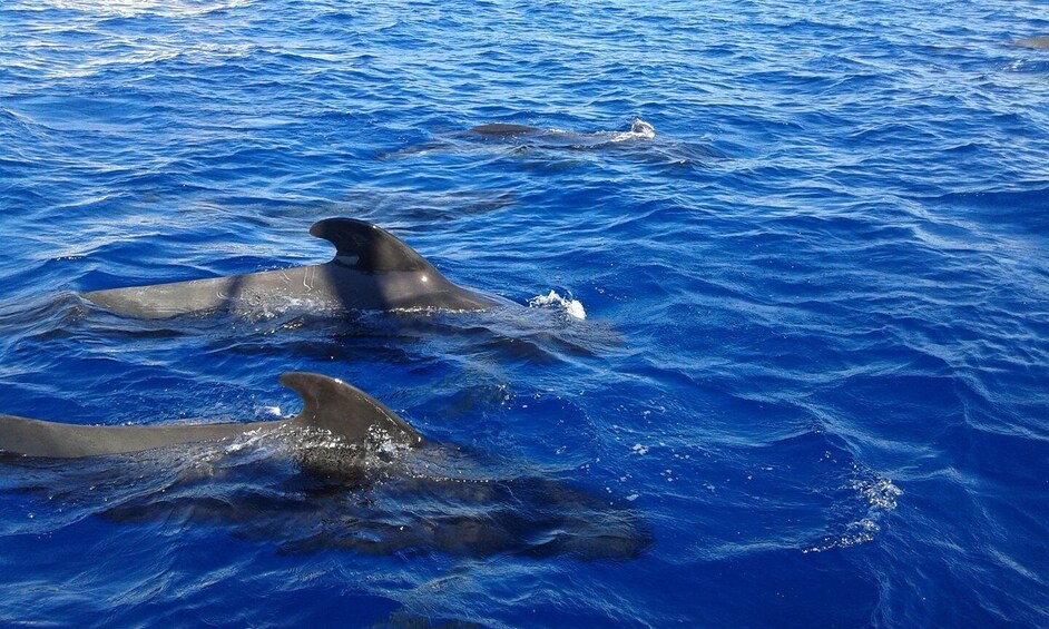 Picture 7 for Activity Los Cristianos: Whale-Watching Tour with Swimming Stop