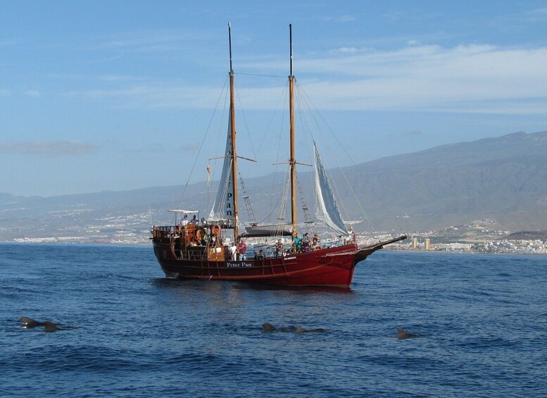 Picture 9 for Activity Los Cristianos: Whale-Watching Tour with Swimming Stop