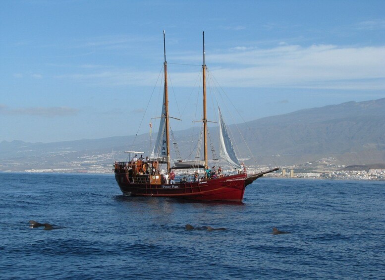 Picture 9 for Activity Los Cristianos: Whale-Watching Tour with Swimming Stop