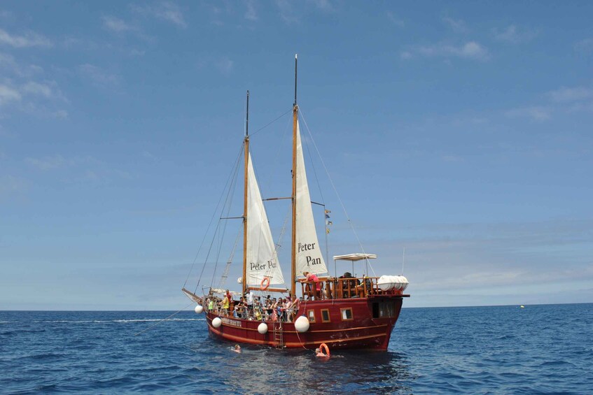 Picture 11 for Activity Los Cristianos: Whale-Watching Tour with Swimming Stop