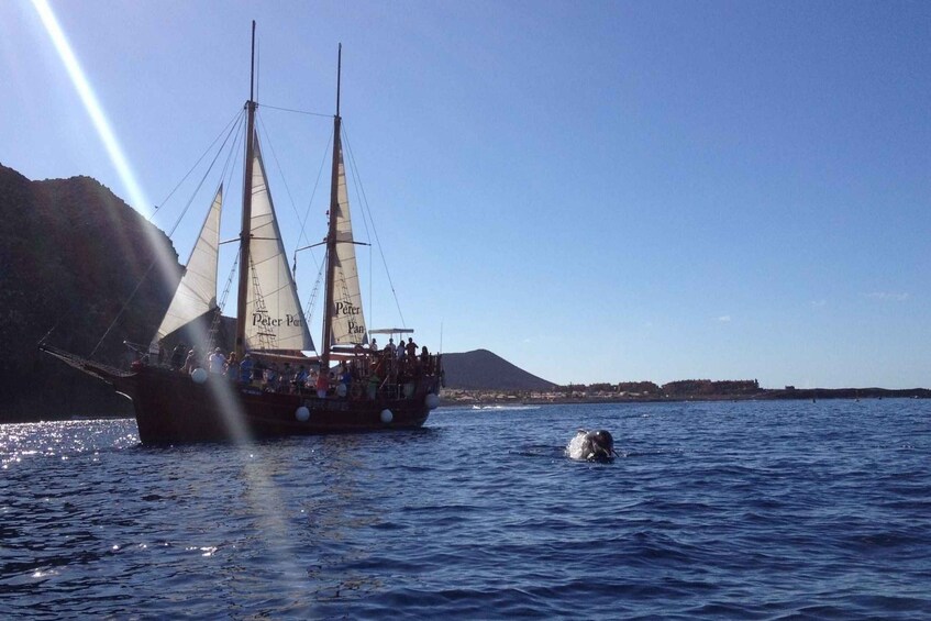 Picture 6 for Activity Los Cristianos: Whale-Watching Sailboat Tour and Soft Drinks