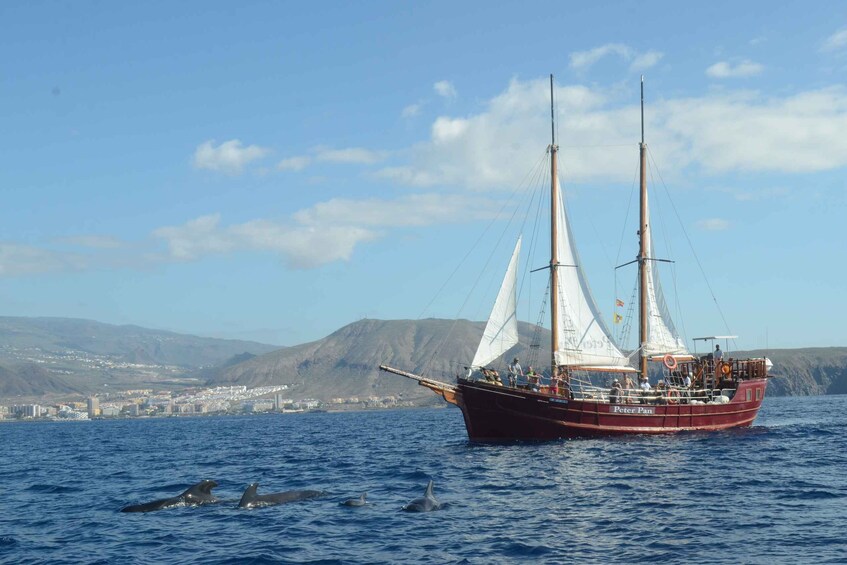 Picture 10 for Activity Los Cristianos: Whale-Watching Tour with Swimming Stop