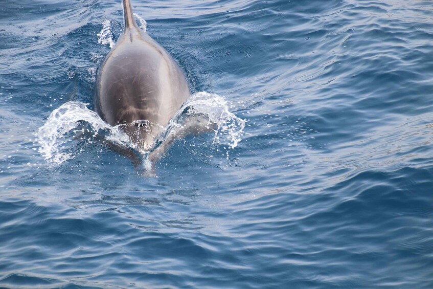 Picture 15 for Activity Los Cristianos: Whale-Watching Tour with Swimming Stop